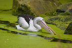 pelican
