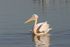 pelican