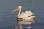 pelican