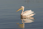 pelican