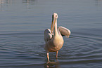 pelican