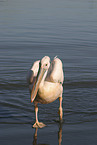 pelican