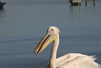 pelican