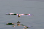 pelican