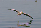 pelican