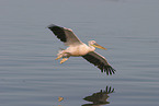 pelican
