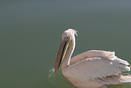 pelican