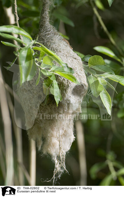 Beutelmeisennest / Eurasian penduline tit nest / THA-02802