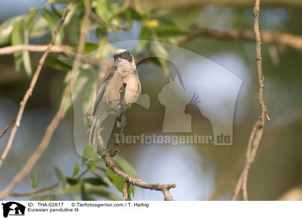 Eurasian penduline tit / THA-02817
