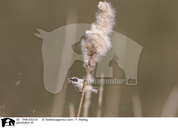 Beutelmeise / penduline tit / THA-03218