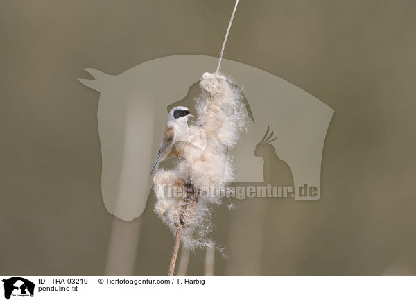 Beutelmeise / penduline tit / THA-03219