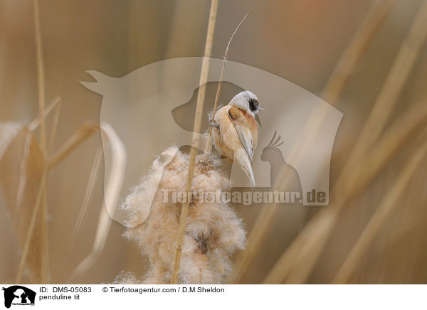 Beutelmeise / penduline tit / DMS-05083