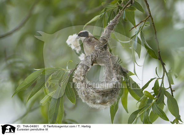Beutelmeise / Eurasian penduline tit / THA-04861