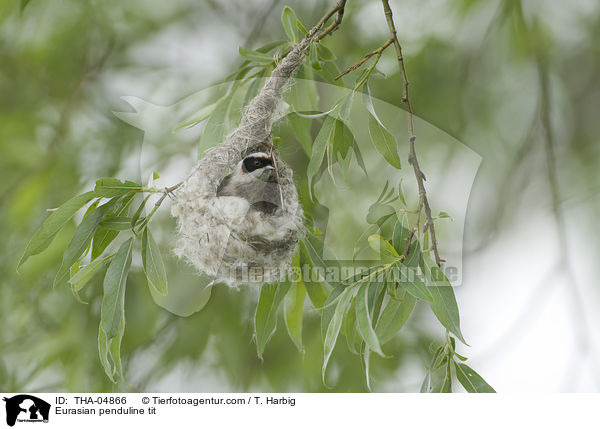 Beutelmeise / Eurasian penduline tit / THA-04866