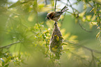 Penduline Tit