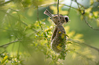 Penduline Tit