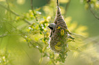 Penduline Tit