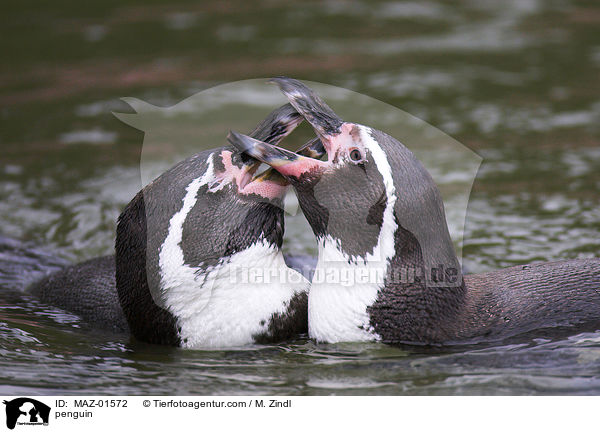 Pinguin / penguin / MAZ-01572