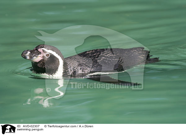schwimmender Pinguin / swimming penguin / AVD-02307