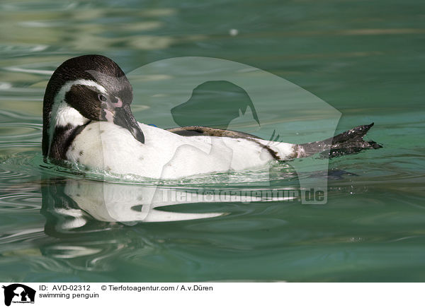 schwimmender Pinguin / swimming penguin / AVD-02312