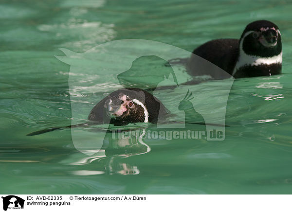 schwimmende Pinguine / swimming penguins / AVD-02335