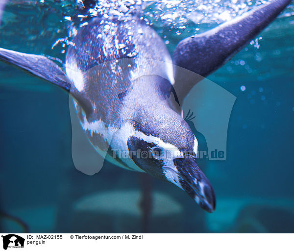 Pinguin / penguin / MAZ-02155