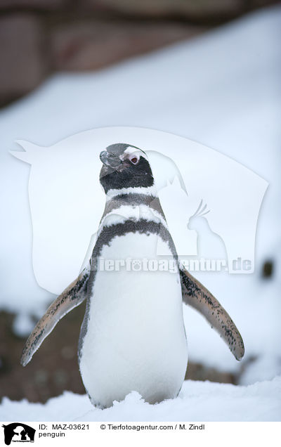 Pinguin / penguin / MAZ-03621