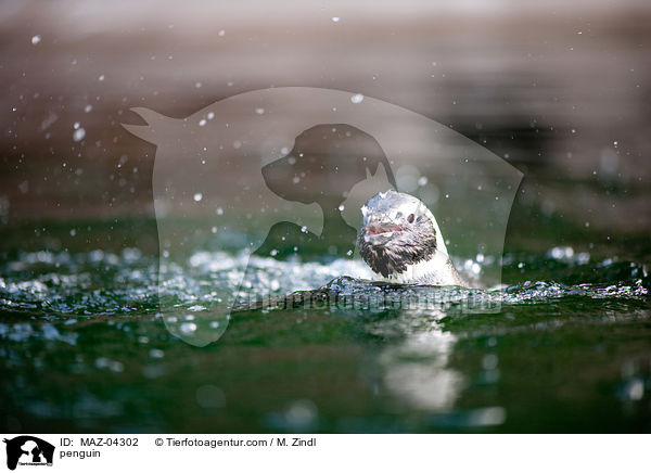 Pinguin / penguin / MAZ-04302