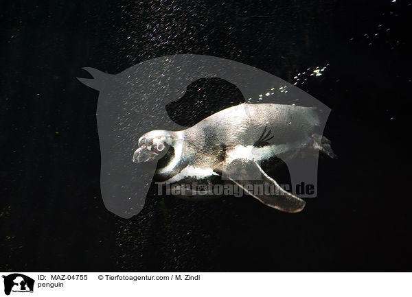 Pinguin / penguin / MAZ-04755