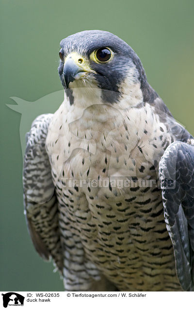 duck hawk / WS-02635