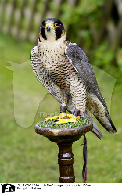 Peregrine Falcon / AVD-01814