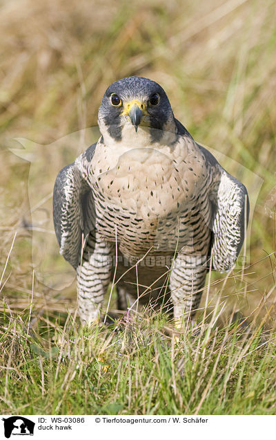 duck hawk / WS-03086