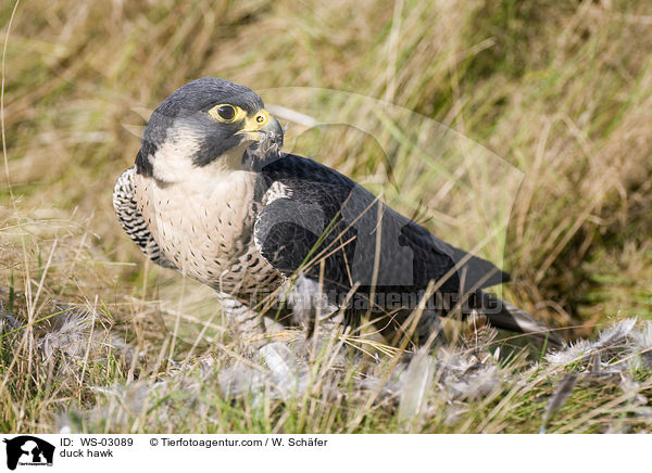 duck hawk / WS-03089
