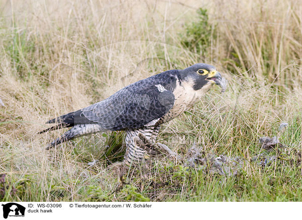 Wanderfalke / duck hawk / WS-03096
