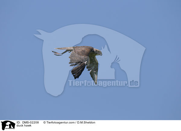 duck hawk / DMS-02208