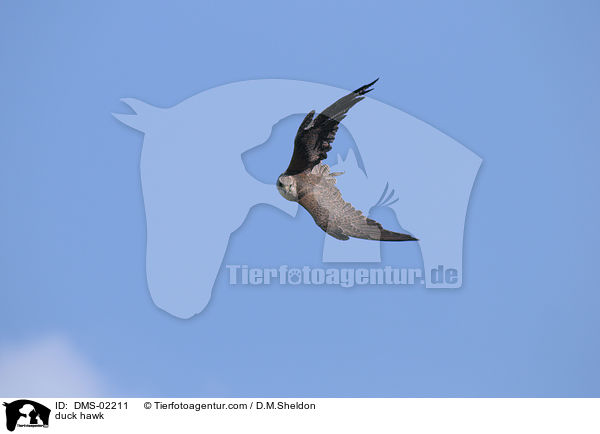 duck hawk / DMS-02211