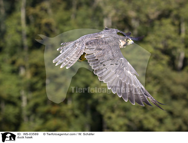 duck hawk / WS-03589