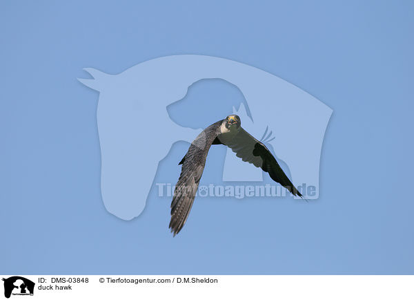 duck hawk / DMS-03848