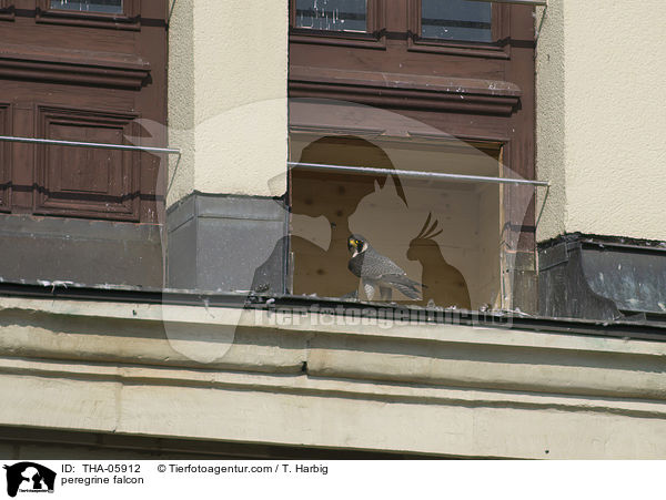peregrine falcon / THA-05912