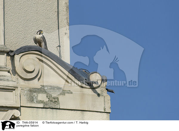 Wanderfalke / peregrine falcon / THA-05914