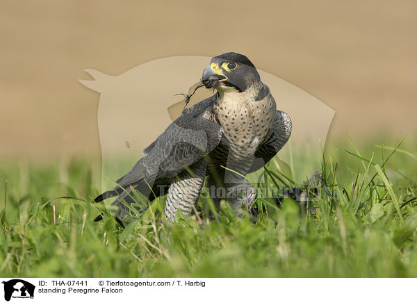 standing Peregrine Falcon / THA-07441