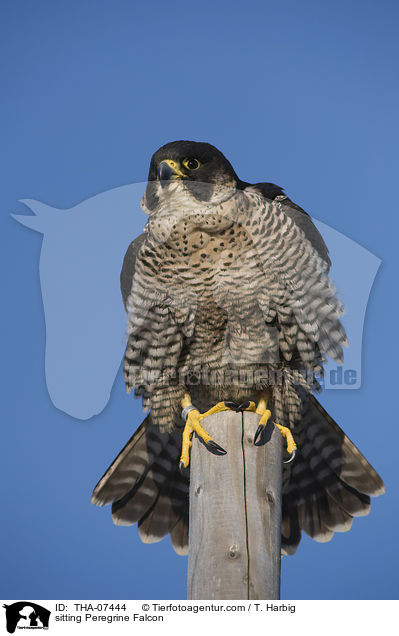 sitting Peregrine Falcon / THA-07444