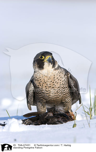 standing Peregrine Falcon / THA-07451