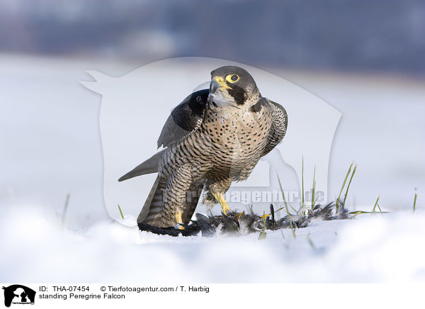 standing Peregrine Falcon / THA-07454