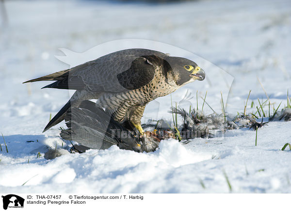 stehender Wanderfalke / standing Peregrine Falcon / THA-07457