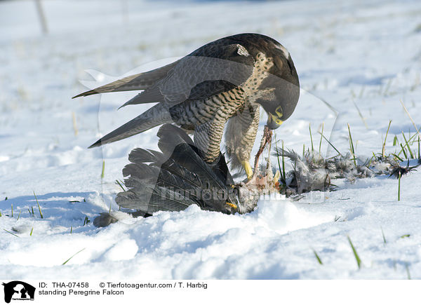 standing Peregrine Falcon / THA-07458