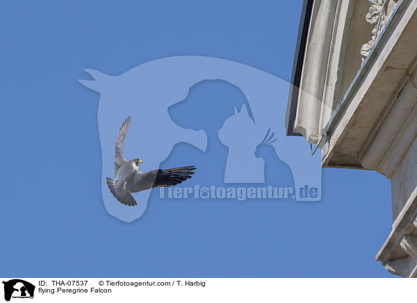 fliegender Wanderfalke / flying Peregrine Falcon / THA-07537