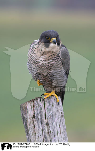 sitzender Wanderfalke / sitting Peregrine Falcon / THA-07708