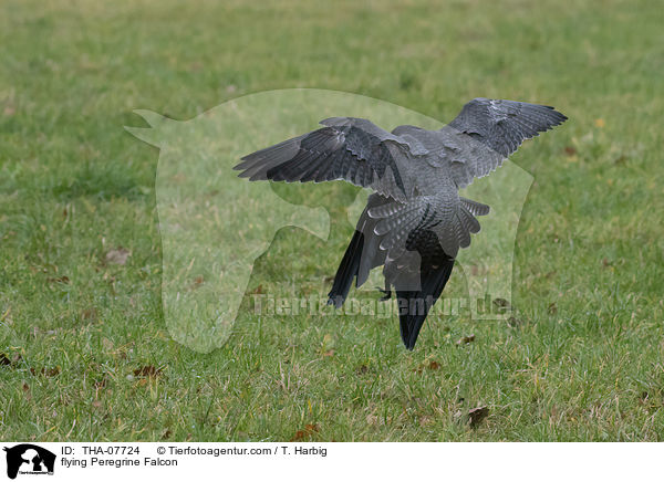 flying Peregrine Falcon / THA-07724