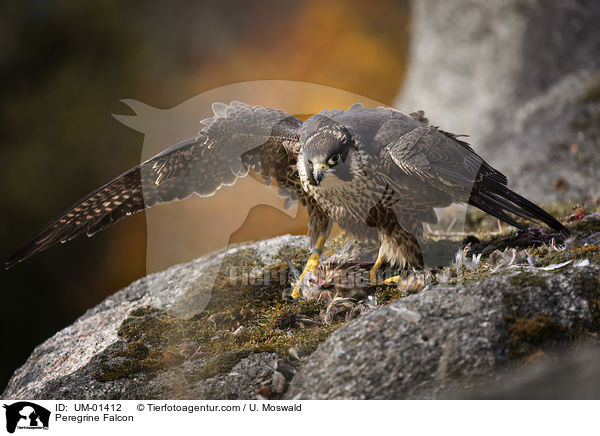 Peregrine Falcon / UM-01412